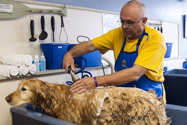 pet grooming